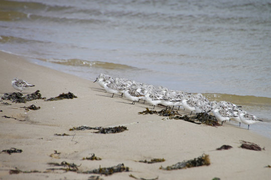 Knuttstrandl&auml;ufer auf Sylt