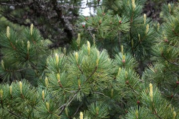 Fototapeta premium Swiss Stone Pine (Pinus cembra)