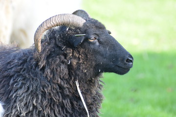 Big horned long hair sheep in a field of grass