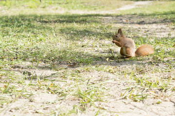 Squirrel on the grass. closeup
