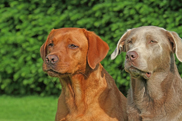 brauner und grauer Labrador