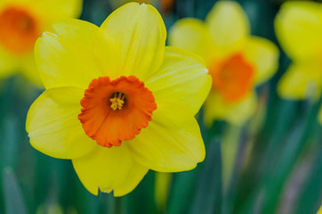 Obraz premium Daffodil