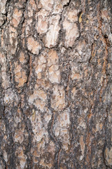 Tree bark texture. Nature wood background