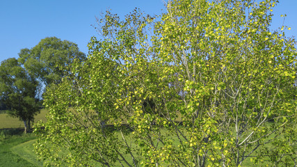 Dettaglio aereo di un albero con le foglie verdi durante l'estate. Sullo sofndo i campi della campagna italiana e il cielo azzurro.