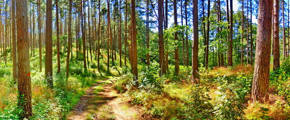 Panoramic view of pine forest