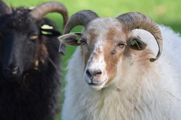 Big horned long hair sheep in a field of grass
