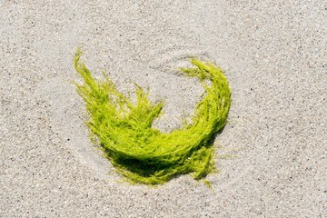 algue verte sur le sable 