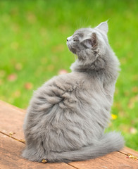 chat gris de dos en exterieur