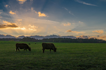 Two cows with sunset