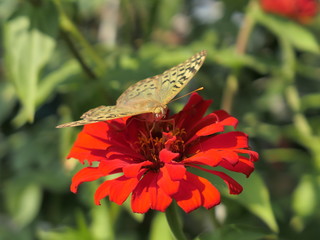  Butterfly on a flower - Бабочка на цветке
