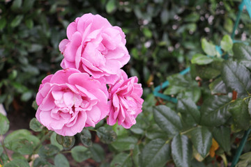 Violet California roses at sunrise