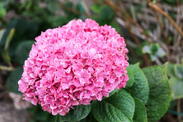 Pink California flowers at sunrise