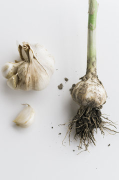 Garlic cloves