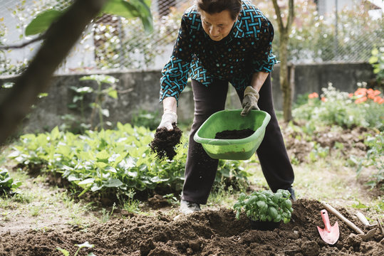 Senior woman working in her vegetable garden