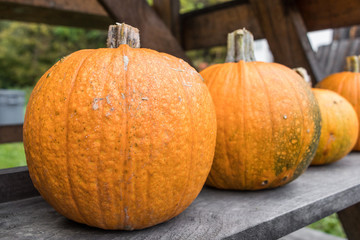 A close up of a row of pumpkins on a shelf