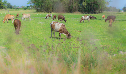 Cows grazing on farm with green field in good weather day