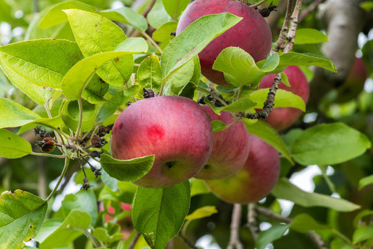 Some fresh apples on a tree