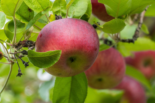 Some fresh apples on a tree