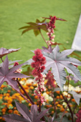 Ricinus communis