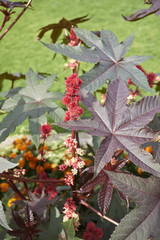 Ricinus communis