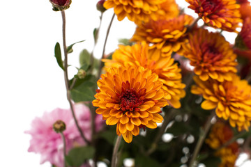 orange chrysanthemum