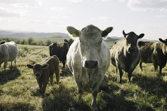 A cow staring into the camera