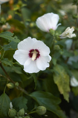 hibiscus syriacus