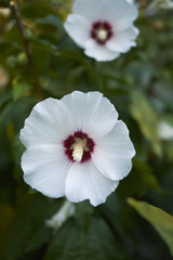hibiscus syriacus