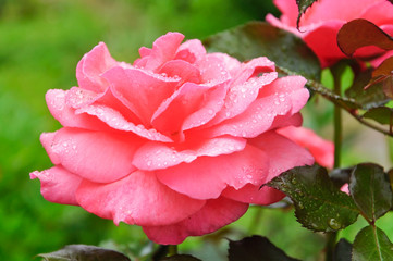 Beautiful large pink rose in water drops after a rain