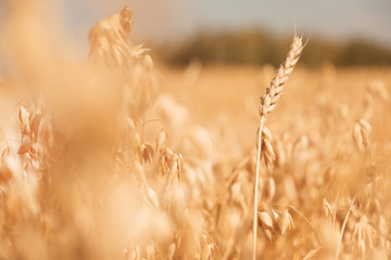 Wheat ears growing in the field on farmland