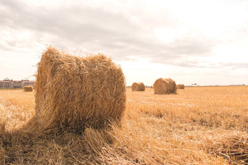 Straw bales rolled up in the stubble field