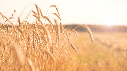 Wheat growing in the field