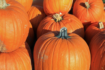 Fresh Winter Squash on Farmers Market in Germany