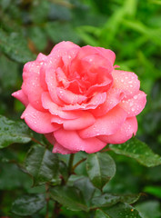 Beautiful large pink rose in water drops after a rain