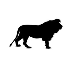 Silhouette of looking lion.
