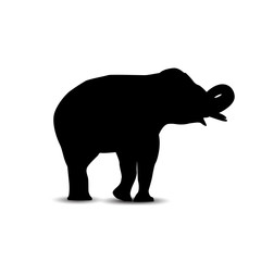 Silhouette of washing elephant.