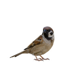 Eurasian Tree Sparrow or   Passer montanus, beautiful brown bird standing on white background and clipping path.