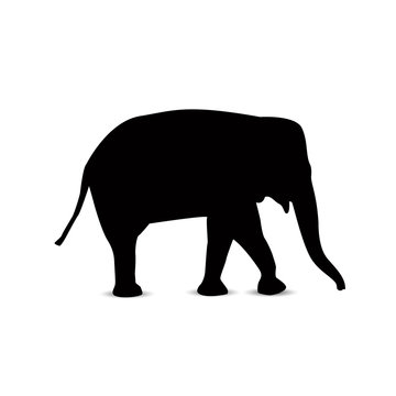 Silhouette of elephant.