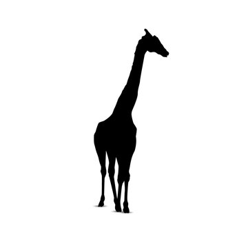 Silhouette of giraffe.