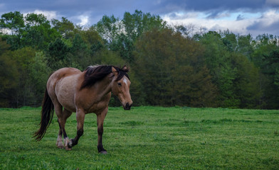 Fototapeta premium Here I come!