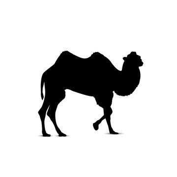 Silhouette of walking camel.