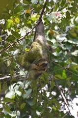 A three-toed sloth (paresseux) in Costa Rica jungle