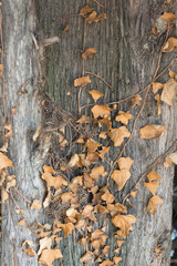 dry ivy on a tree