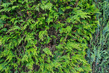Evergreen hedge 