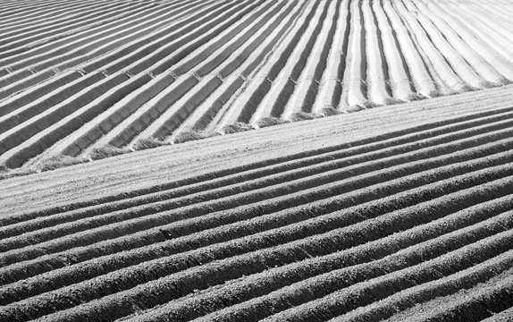 Rows of elevated soil with planted potatoes