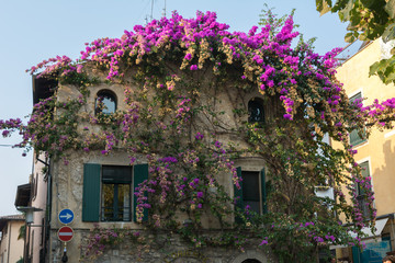 Flowerhouse in Sirmione Italy