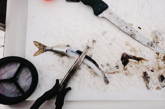cutting up pilchards to make bait on the fishing trip