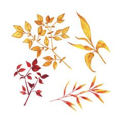 Set of yellow and deep red autumn leaves and branches on white background. Hand drawn watercolor vector illustration.