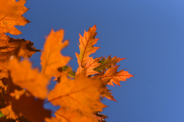 Autumn leaves on a beautiful sunny autumn day