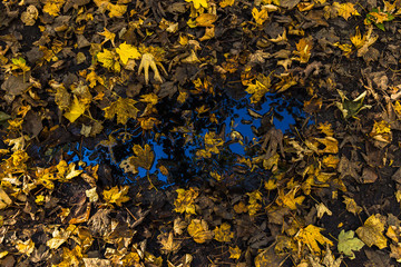 Herbstgold